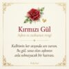 Kırmızı gül anlam kartı