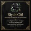 Siyah gül anlam kartı